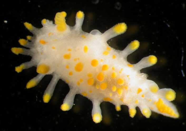 Den marine sneglen Limacina clavigera. (Foto: Christoffer Schander) Den marine sneglen Limacina clavigera. (Foto: Christoffer Schander)