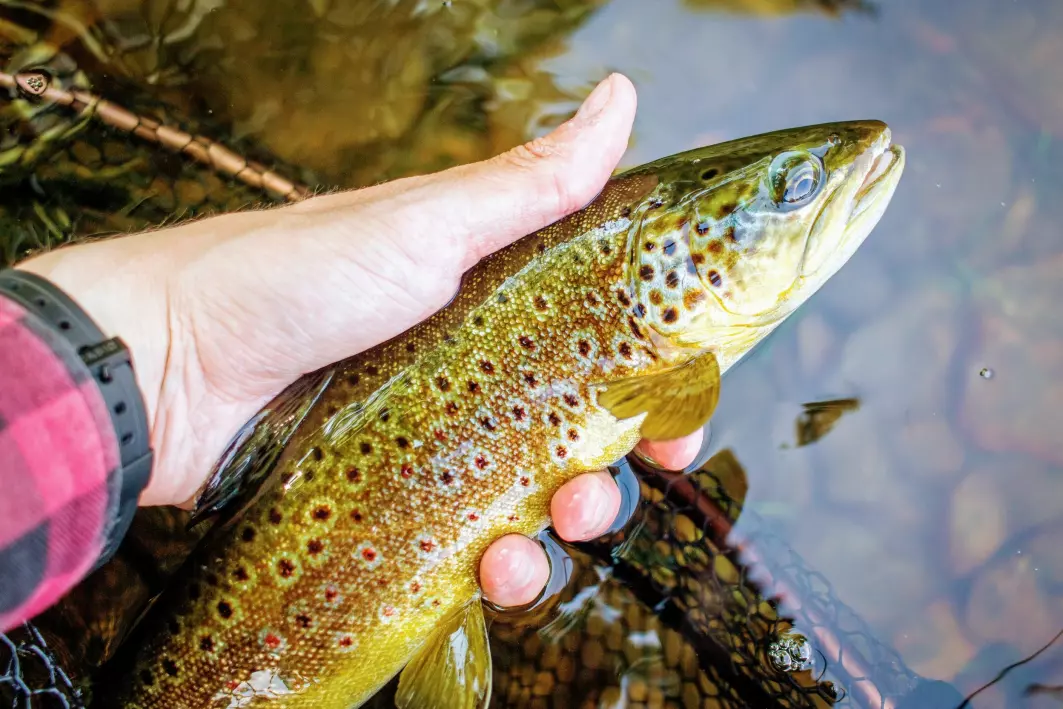 Brown trout from small forest lakes can have an earthy taste.