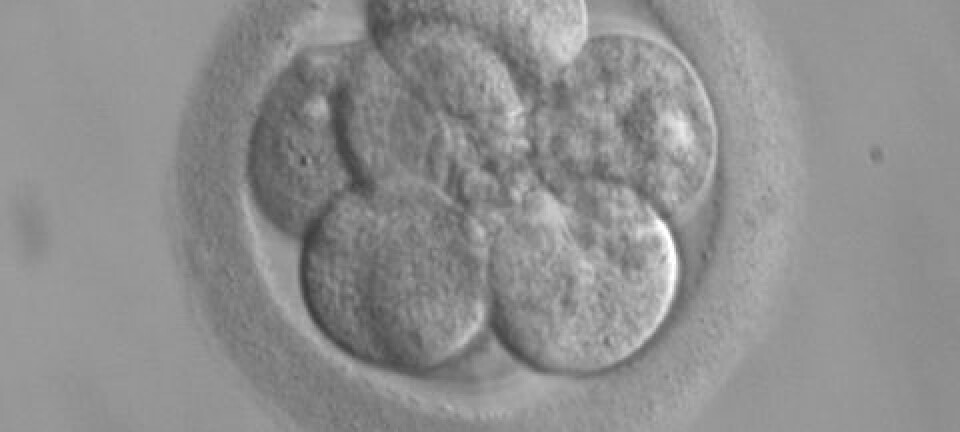 Embryo etter tre dager. (Foto: RWJMS IVF Program/Wikimedia Commons)