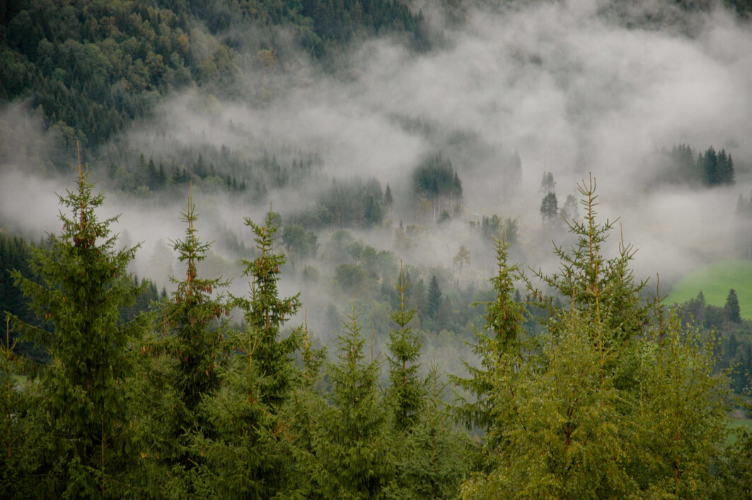 Trees change the landscape, and the consequences of afforestation may be adverse. Planting trees at higher latitudes, like Norway, influences the climate in other ways than planting trees in the tropics. Trees change the landscape, and the consequences of afforestation may be adverse. Planting trees at higher latitudes, like Norway, influences the climate in other ways than planting trees in the tropics.