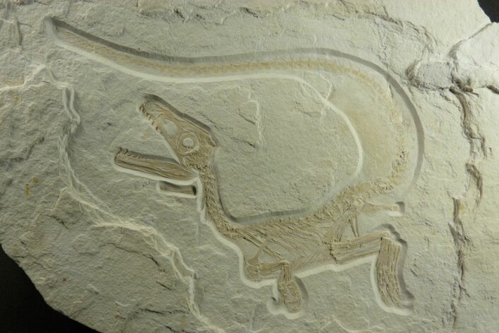 Sciurumimus albersdoerferi er et så godt som komplett fossil, og den første megalosauren vi kjenner til som hadde fjær. (Foto: Helmut Tischlinger)
