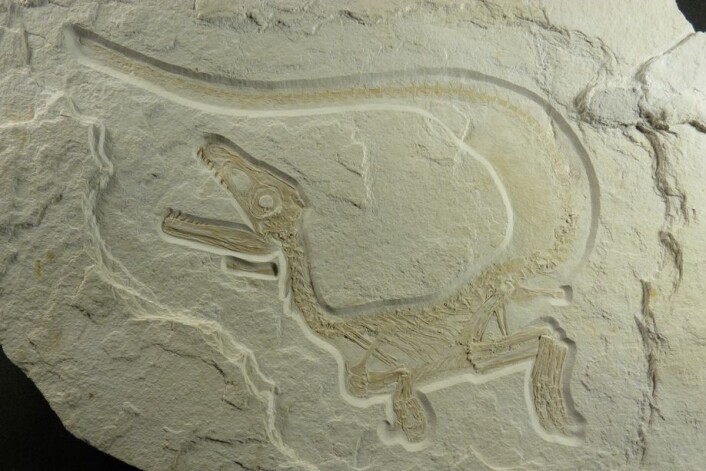 Sciurumimus albersdoerferi er et så godt som komplett fossil, og den første megalosauren vi kjenner til som hadde fjær. (Foto: Helmut Tischlinger) Sciurumimus albersdoerferi er et så godt som komplett fossil, og den første megalosauren vi kjenner til som hadde fjær. (Foto: Helmut Tischlinger)