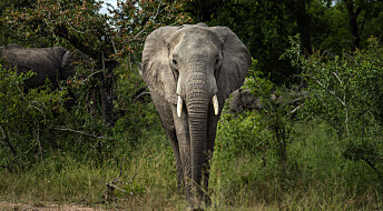 Afrikanske elefanter er blitt truet dyreart