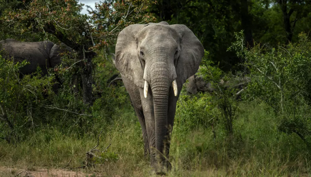 Afrikanske elefanter er blitt truet dyreart