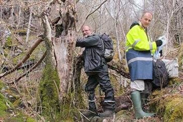 Björn Nordén og Thomas Læssøe på feltarbeid i gammel edelløvskog ved Bjelland i Etne kommune, Hordaland. (Foto: John Bjarne Jordal) Björn Nordén og Thomas Læssøe på feltarbeid i gammel edelløvskog ved Bjelland i Etne kommune, Hordaland. (Foto: John Bjarne Jordal)