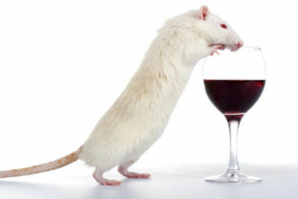 Forsøk viser at mutasjonar i eit bestemt gen fører til større hang til å drikke alkohol. (Foto: Colourbox)