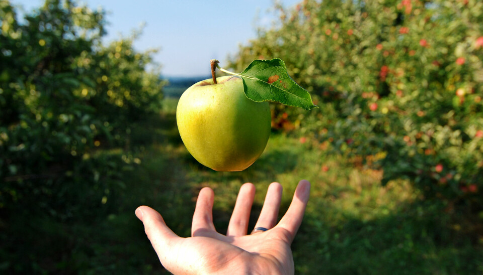 350 år etter at Newton grublet over epler som faller til jorda er dagens forskere opptatt av å undersøke hvordan gravitasjon påvirker antimaterie.