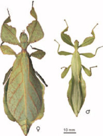 "Phyllium celebicum - et moderne insekt med bladkamuflasje." "Phyllium celebicum - et moderne insekt med bladkamuflasje."