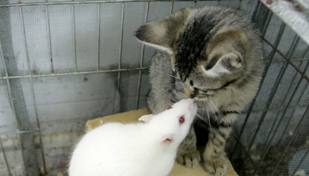 En rotte leker med en katt på dette hyggelige bildet. Men andre kan stå bak. En liten parasitt Toxoplasma kan styre rottene til å ikke være redd for katter, slik at parasitten kan spre seg videre, blant annet til mennesker, gjennom kattens avføring. En rotte leker med en katt på dette hyggelige bildet. Men andre kan stå bak. En liten parasitt Toxoplasma kan styre rottene til å ikke være redd for katter, slik at parasitten kan spre seg videre, blant annet til mennesker, gjennom kattens avføring.