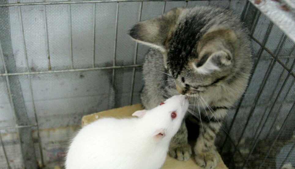 En rotte leker med en katt på dette hyggelige bildet. Men andre kan stå bak. En liten parasitt Toxoplasma kan styre rottene til å ikke være redd for katter, slik at parasitten kan spre seg videre, blant annet til mennesker, gjennom kattens avføring.