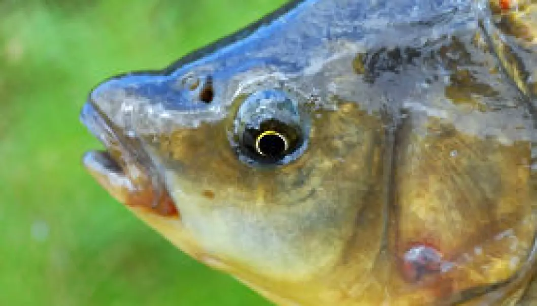 Nanopartikler påvirker fisk gjennom næringskjeden