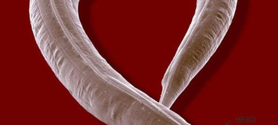Den mikroskopiske ormen, Caenorhabditis Elegans, levde etter oppholdet i rommet lenger og ble sunnere enn artsfrendene på jorden. Wormatlas