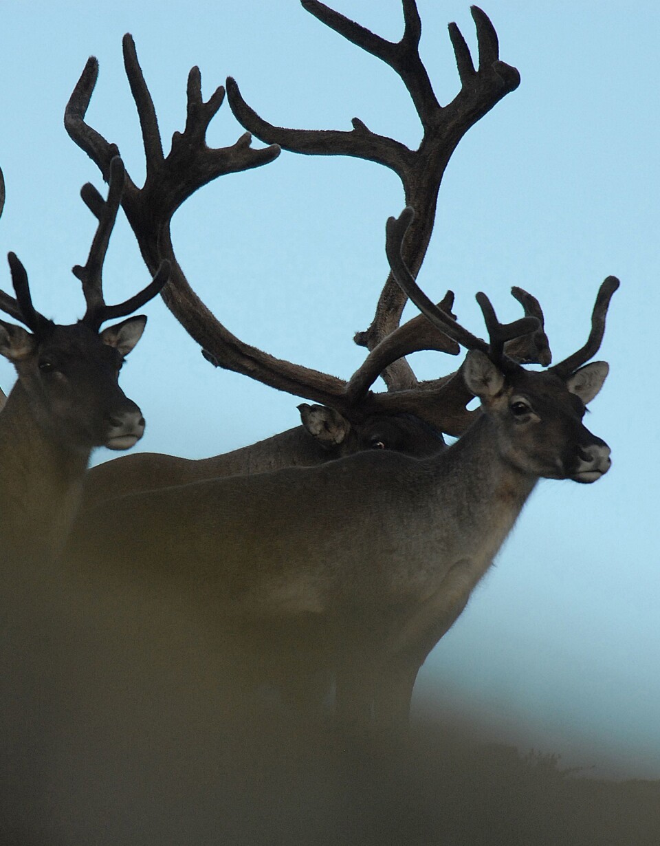 (Foto: Olav Strand/NINA)