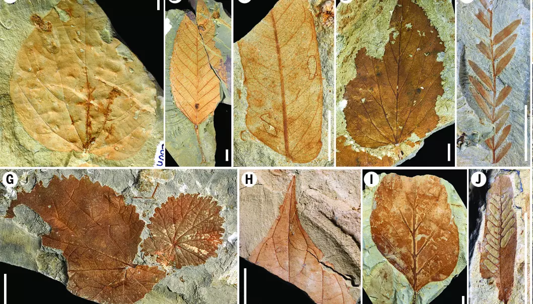 Et utdrag fossiliserte blader fra regnskogen for mange titalls millioner år siden. Disse bladene kan blant annet vise forskjellige typer skader fra insekter, som igjen kan si noe om økosystemet da trærne levde.