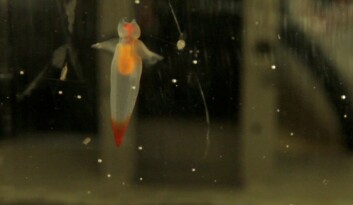 Tokt er ikke bare alvor, og også forskere blir begeistret over fine havdyr. Denne dyphavssneglen lever nå de glade dager i kjøleskapet i det danske laboratoriet. (Foto: Frederik W. Teglhus)