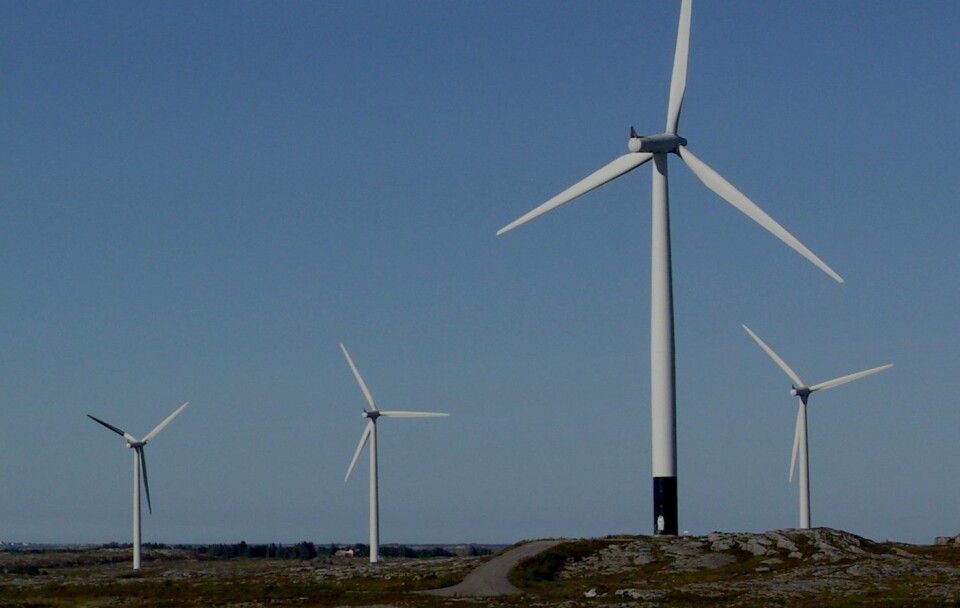 Flere av vindturbinene i Smøla vindkraftverk er malt delvis svarte for å redusere faren for at fugler kolliderer. (Foto: Roel May/NINA)