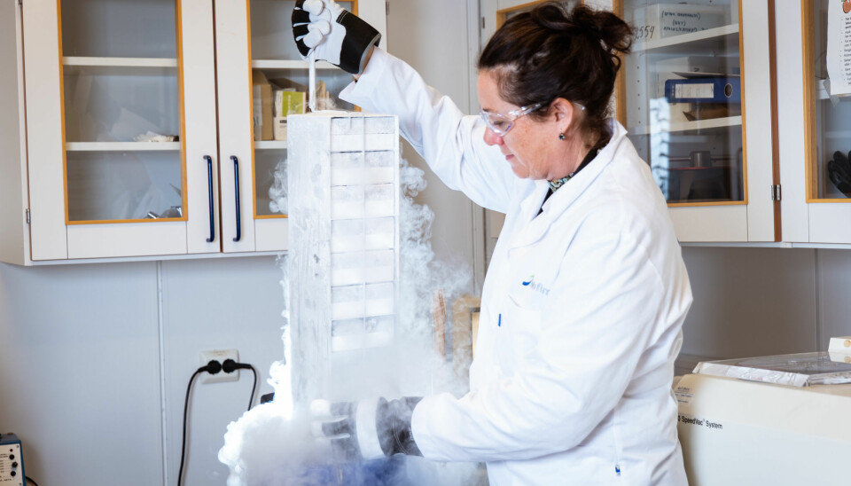Når Sissel Rønning dyrker kjøtt på laboratoriet, henter hun levende celler fra muskelen til ei ku og har dem i flytende nitrogen til hun skal dyrke dem. Forskere som er skikkelig optimistiske tror vi kan lage 10 000 kilo kjøtt fra en liten muskelbit på ett gram.