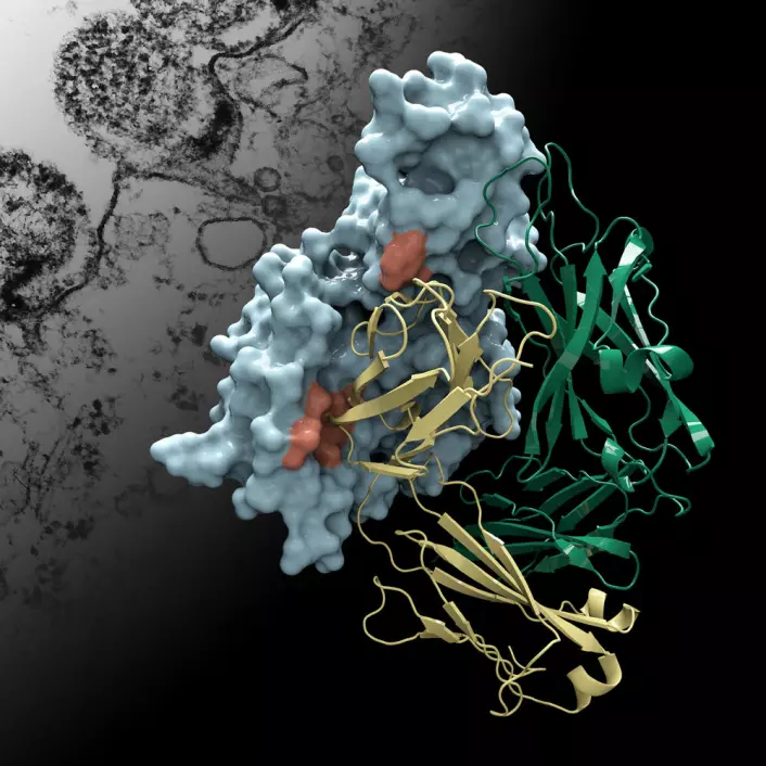 Her vises strukturen på Protein M i blått, og formen på et menneskelig antistoff i gull og grønt. I bakgrunnen ligger et elektronmikroskopbilde av bakterien Mycoplasma genitalium som angriper en celle. (Foto: (Illustrasjon: Christina Corbaci og Rajesh K. Grover))