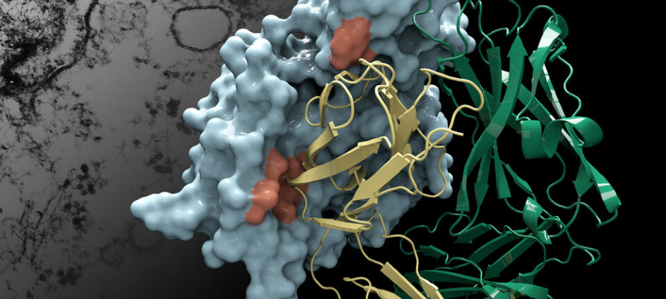 Her vises strukturen på Protein M i blått, og formen på et menneskelig antistoff i gull og grønt. I bakgrunnen ligger et elektronmikroskopbilde av bakterien Mycoplasma genitalium som angriper en celle. (Illustrasjon: Christina Corbaci og Rajesh K. Grover)