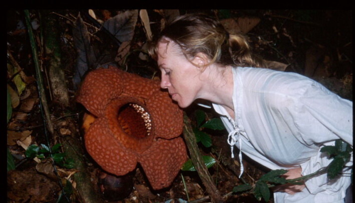 Mika Bendiksby på feltarbeid i jungelen i Indonesia under hovedoppgaven sin. Blomsten hun lukter på heter Rafflesia. Denne planten er også en parasitt og er i familie med Sapria. − Disse blomstene er fluepollinerte og lukter derfor råttent kjøtt. Det er en god strategi i den mørke skogbunnen i jungelen, forklarer forskeren. Mika Bendiksby på feltarbeid i jungelen i Indonesia under hovedoppgaven sin. Blomsten hun lukter på heter Rafflesia. Denne planten er også en parasitt og er i familie med Sapria. − Disse blomstene er fluepollinerte og lukter derfor råttent kjøtt. Det er en god strategi i den mørke skogbunnen i jungelen, forklarer forskeren.