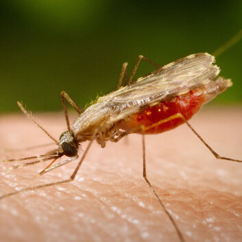 Malariamygg (Foto: James Gathany, CDC) Malariamygg (Foto: James Gathany, CDC)