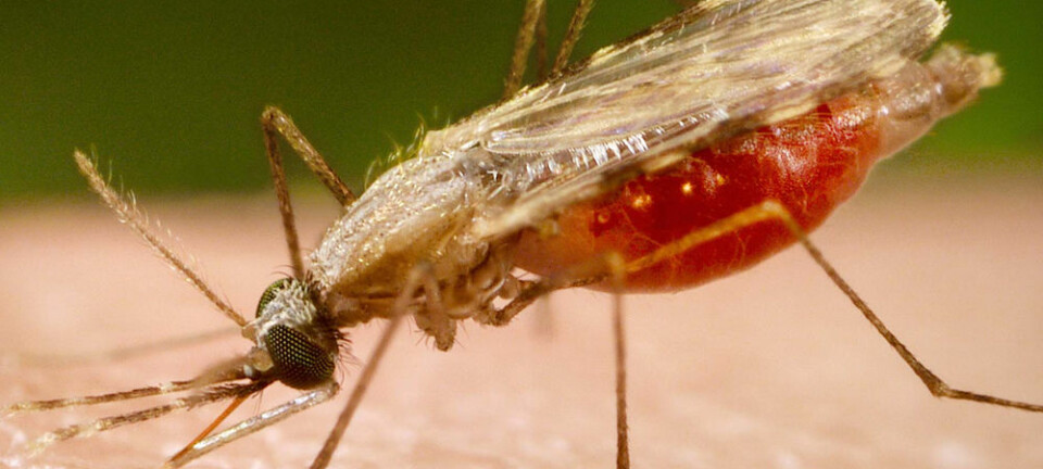 Malariamygg (Foto: James Gathany, CDC)