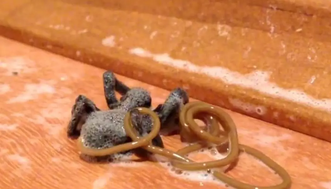 Orm åler seg ut av kroppen til død edderkopp