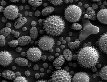 Hvert pollenkorn har ulik form og bærer med seg sitt unike fingeravtrykk på sin ferd. (Foto: Dartmouth Electron Microscope Facility/Wikimedia Commons) Hvert pollenkorn har ulik form og bærer med seg sitt unike fingeravtrykk på sin ferd. (Foto: Dartmouth Electron Microscope Facility/Wikimedia Commons)