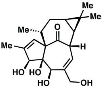 Stoffet ingenol (bildet) finnes naturlig i ugressplanten byvortemelk. Men nå har en forskergruppe klart å produsere stoffet kunstig i et laboratorium. Prosessen er imidlertid langt fra enkel, fordi ingenol har en komplisert arkitektur. (Foto: (Grafikk: Lars Jørgensen)) Stoffet ingenol (bildet) finnes naturlig i ugressplanten byvortemelk. Men nå har en forskergruppe klart å produsere stoffet kunstig i et laboratorium. Prosessen er imidlertid langt fra enkel, fordi ingenol har en komplisert arkitektur. (Foto: (Grafikk: Lars Jørgensen))