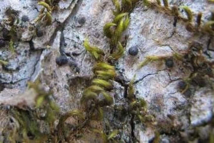 Requinella seminuda er en ny art for Norge, og er funnet på flere steder på barken av gamle asketrær. Her vokser den sammen med krypsilkemose og laven bleikdoggnål. (Foto: John Bjarne Jordal)
