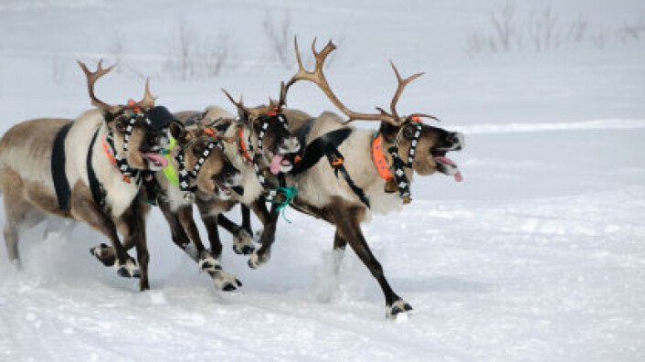 Norske forskere avslørte hvordan reinsdyra holder hodet kaldt. (Illustrasjonsfoto: iStockphoto) Norske forskere avslørte hvordan reinsdyra holder hodet kaldt. (Illustrasjonsfoto: iStockphoto)