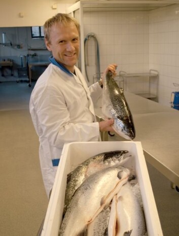 Stipendiat Jørgen Lerfall på jakt etter fiskefileter med spor etter pankreas-smitte. (Foto: Vegard Stensvold) Stipendiat Jørgen Lerfall på jakt etter fiskefileter med spor etter pankreas-smitte. (Foto: Vegard Stensvold)