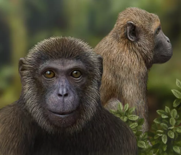 En kunstners forestilling av hvordan Rukwapithecus (foran) og Nsungwepithecus (bak) kan ha sett ut. De to nye artene representerer hver sin grein i den evolusjonsmessige splitten blant aper i Afrika for mer enn 25 millioner år siden. (Foto: (Illustrasjon: Mauricio Antón))