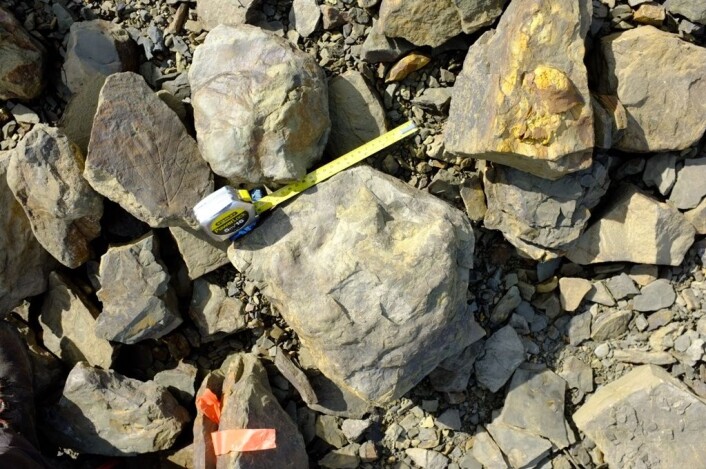 Ekspedisjonen fant ikke bare dinosaurspor, men også bladfossiler som gir et nytt bilde av omgivelsene dyra levde i. Her ligger et bladfossil til venstre for målebånd og fotavstøpning. (Foto: Jørn Hurum, Naturhistorisk museum) Ekspedisjonen fant ikke bare dinosaurspor, men også bladfossiler som gir et nytt bilde av omgivelsene dyra levde i. Her ligger et bladfossil til venstre for målebånd og fotavstøpning. (Foto: Jørn Hurum, Naturhistorisk museum)