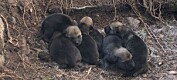 Tetthet og innavl påvirker når ulv i Skandinavia får sine første valpekull