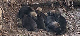 Tetthet og innavl påvirker når ulv i Skandinavia får sine første valpekull