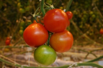 Tomat i veksthus kan smake like godt som solmodne tomater fra Spania mener forskere i Bioforsk. (Foto: Jon Schärer) Tomat i veksthus kan smake like godt som solmodne tomater fra Spania mener forskere i Bioforsk. (Foto: Jon Schärer)