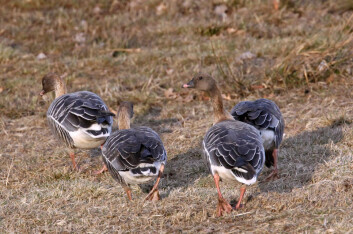 Kortnebbgås er en arktisk gåseart som mellomlander i Norge på vei til og fra hekkeplassene på Svalbard. (Foto: Hans Petter Kristoffersen / Skog og landskap) Kortnebbgås er en arktisk gåseart som mellomlander i Norge på vei til og fra hekkeplassene på Svalbard. (Foto: Hans Petter Kristoffersen / Skog og landskap)