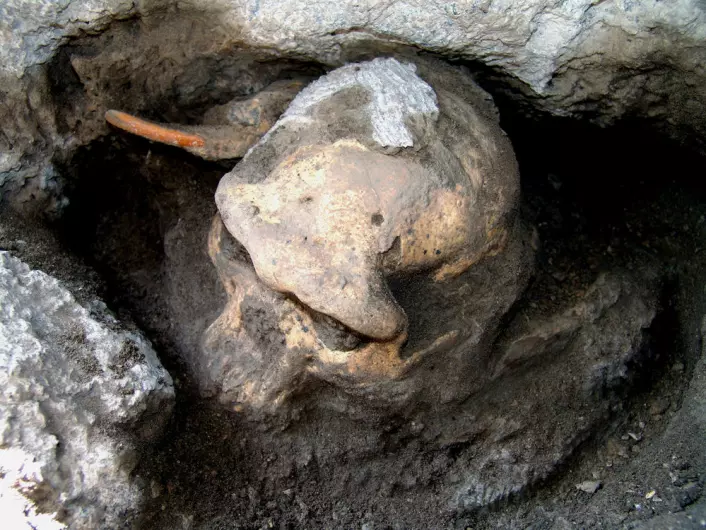 Skalle 5, eller Dmanisi D4500, på utgravningsstedet. Bak skallen ligger tanna fra en stor gnager. (Foto: Georgian National Museum)