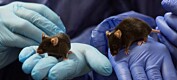 Forskning på mus ga nye funn om Føllings sykdom