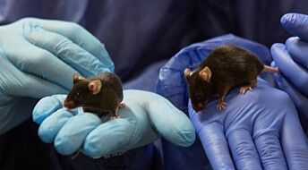 Forskning på mus ga nye funn om Føllings sykdom