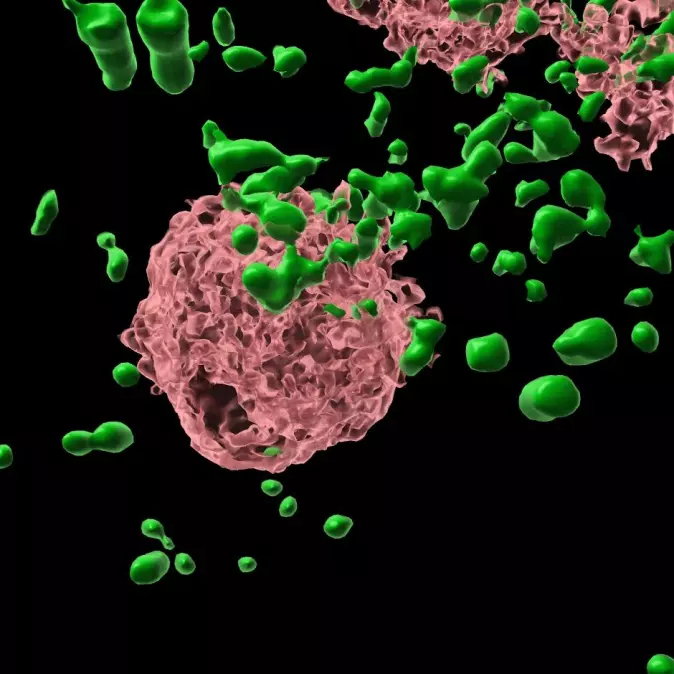 Floker av PAH-enzymer (det grønne) rundt en rosa cellekjerne.