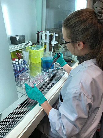 Vanessa Solvang in the process of feeding heart cells in the lab. Vanessa Solvang in the process of feeding heart cells in the lab.