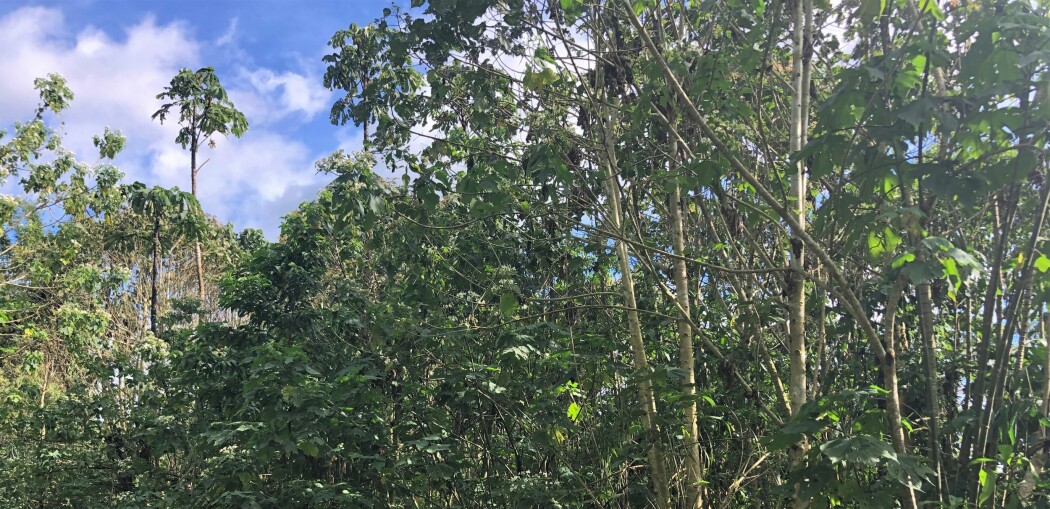 Kafferester hjelper regnskogen å vokse
