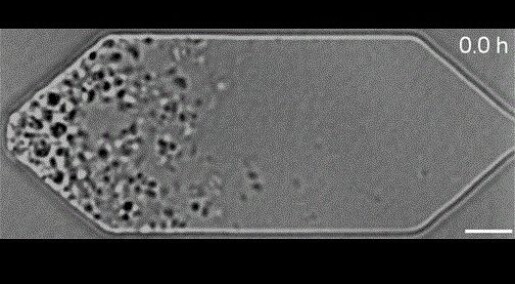 Forskere fikk verdens enkleste celle med syntetisk DNA til å dele seg som normalt Forskere fikk verdens enkleste celle med syntetisk DNA til å dele seg som normalt