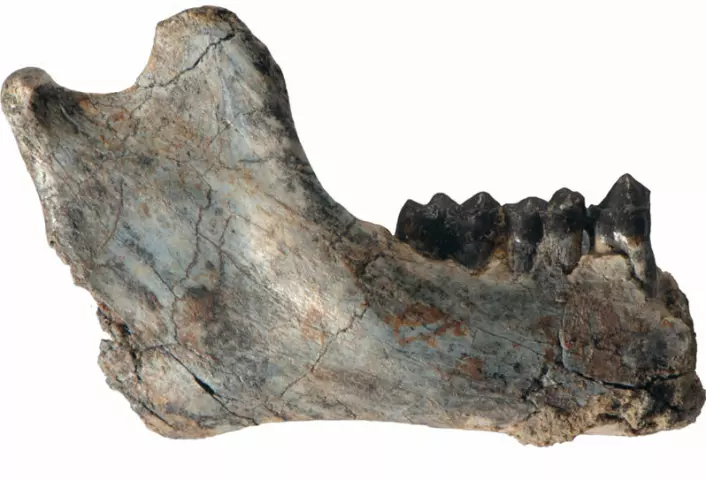 25,2 millioner år gammel underkjeve av R. flanglei med flere tenner intakt. (Foto: Patrick O'Connor, Ohio University Heritage College of Osteopathic Medicine)