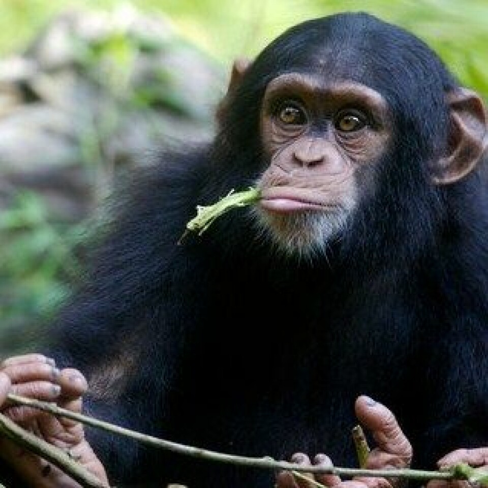 Hvis apene var villige til det, kunne de gamble med maten i håp om å få en banan. (Foto: Colourbox)