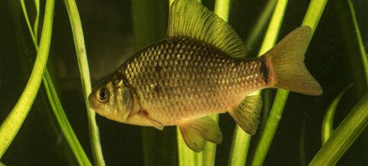 Denne fisken vokser i høyden og skifter farge når det er gjedde i nærheten