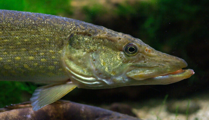 Gjedda er en lang og svær rovfisk som finnes mange steder i Norge. Gjedda er en lang og svær rovfisk som finnes mange steder i Norge.