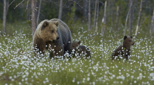 Høyeste antall hunnbjørner som er påvist i Norge siden 2009